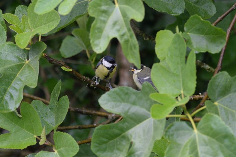 Mésange charbonnière et son jeune